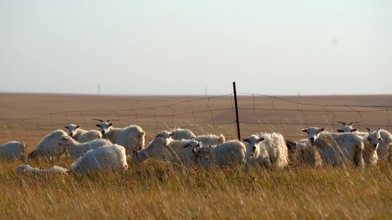 秋天牧场上的羊视频素材