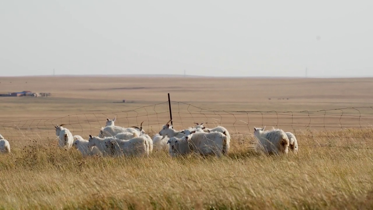 秋天牧场上的羊视频素材