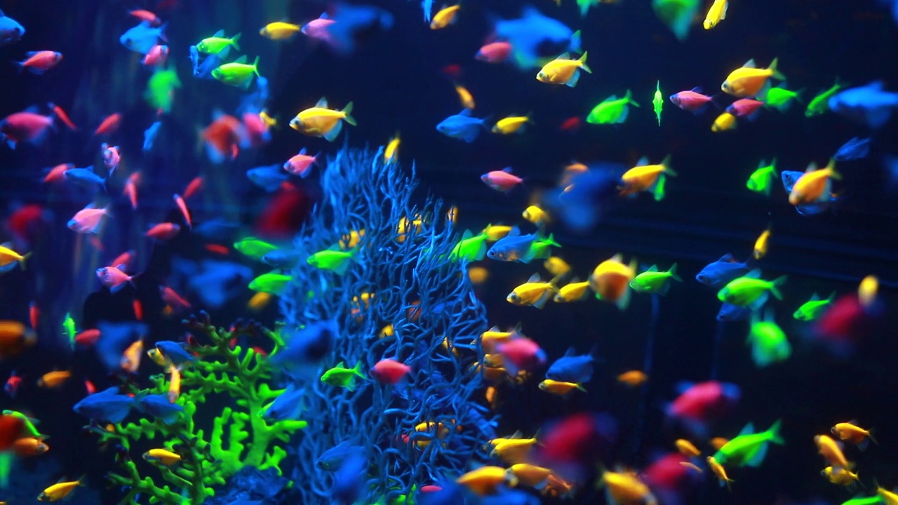 微距拍摄的小异国情调的彩色鱼游泳在水下的天然珊瑚礁。有绿色植物的小型淡水水族馆。黑暗的主题。选择性软聚焦。高质量的全高清镜头视频下载