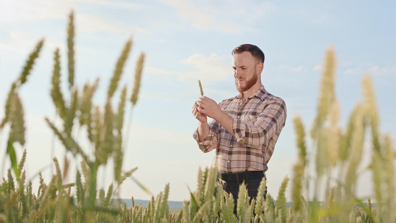 侧视图的男性农民拿着小麦，微笑在阳光明媚的天气。有胡子的男人站在麦田里。种植植物和收获的概念。视频下载