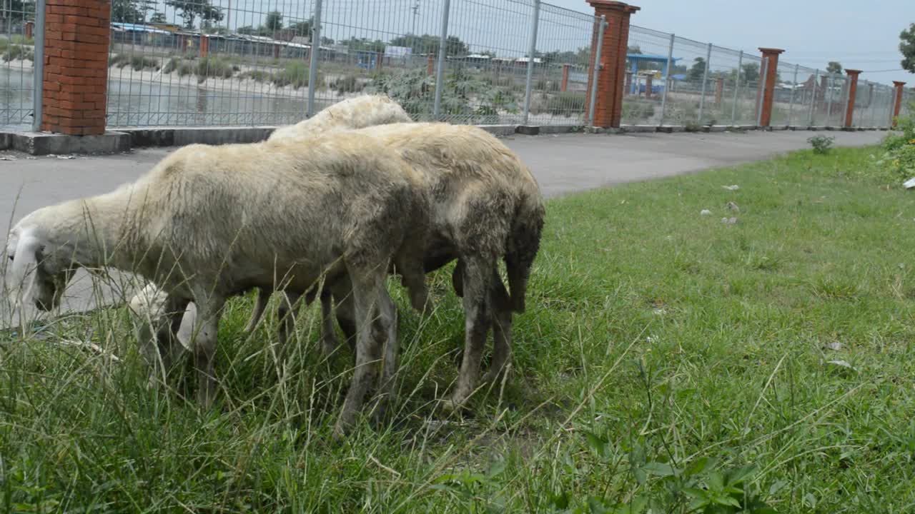 一群绵羊在吃东西视频素材