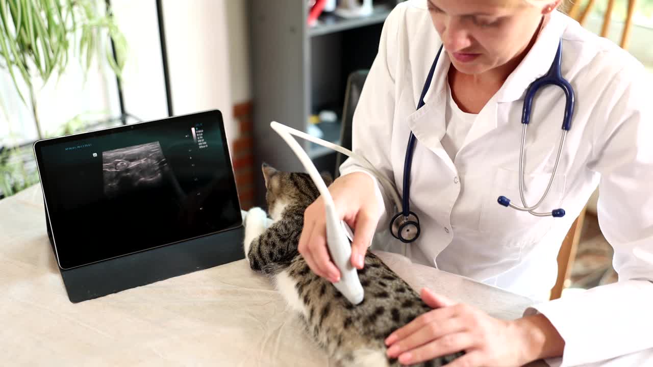 兽医对猫进行超声检查视频下载