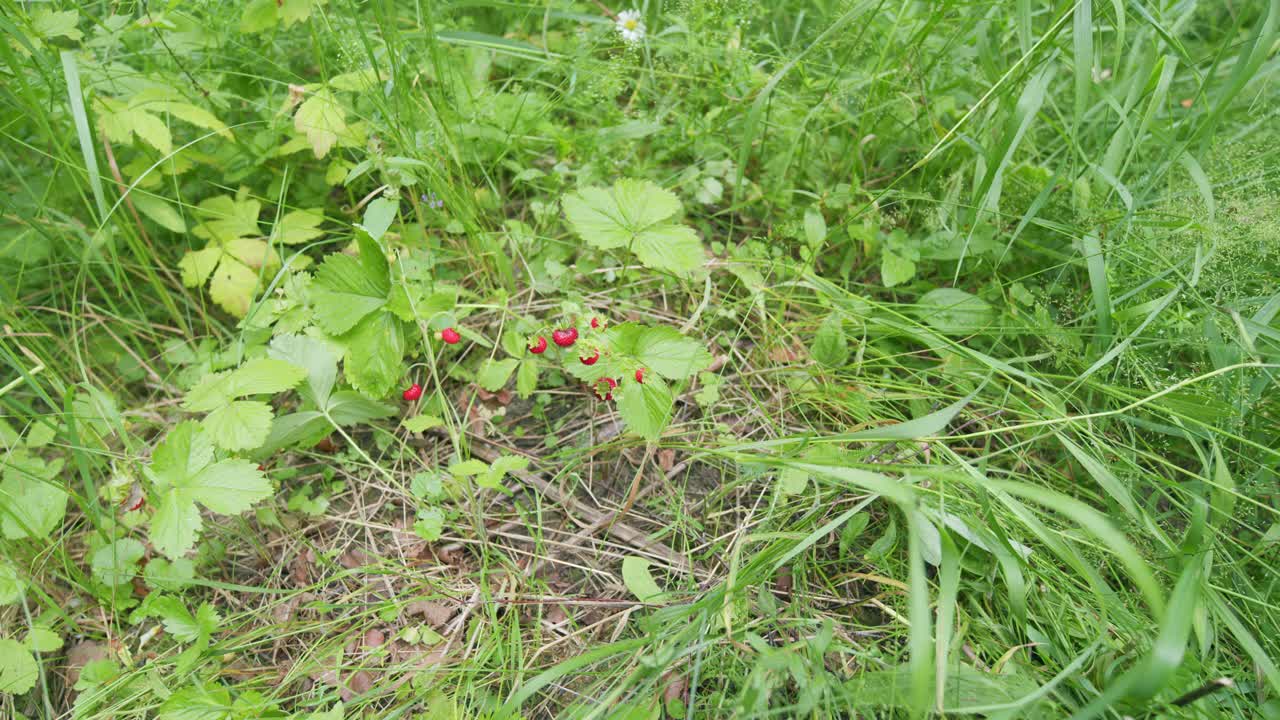 林地草莓。牛油果属的果实。俗称野草莓。广角镜头。视频下载