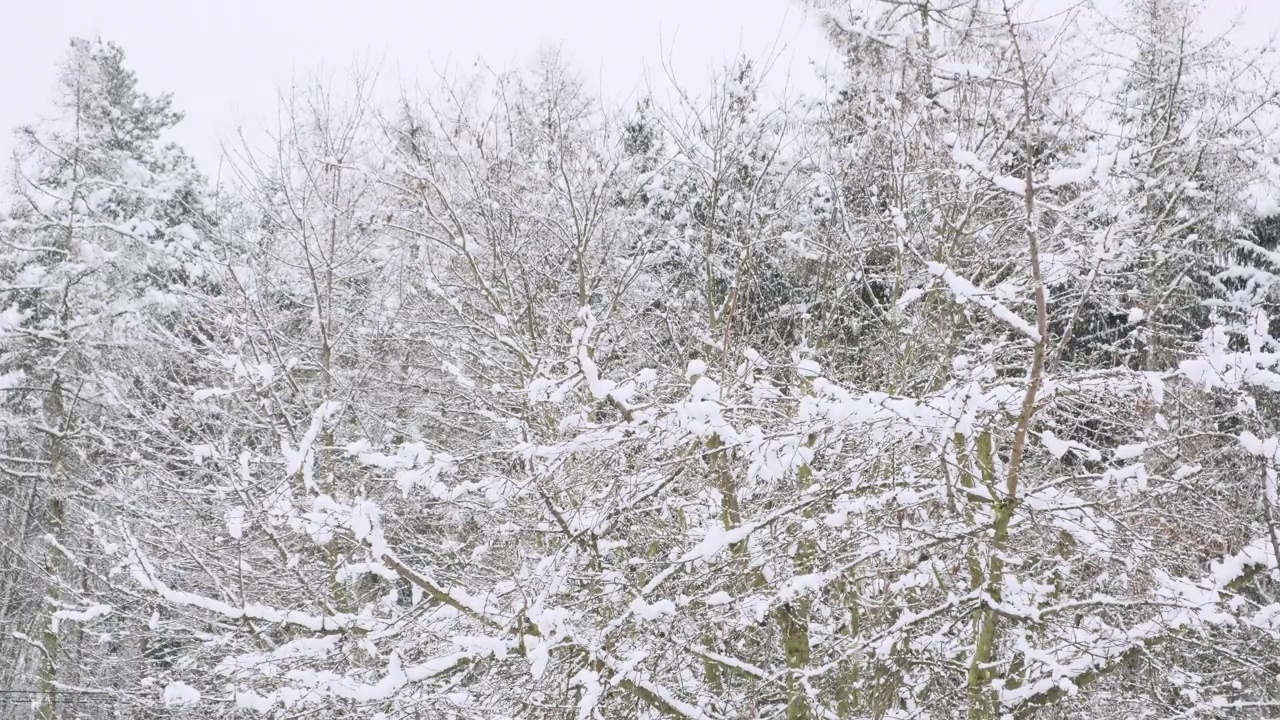 森林里的冬天。被雪覆盖的树木视频素材