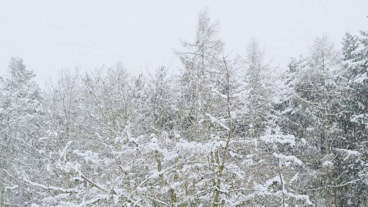 森林里的冬天。被雪覆盖的树木视频素材