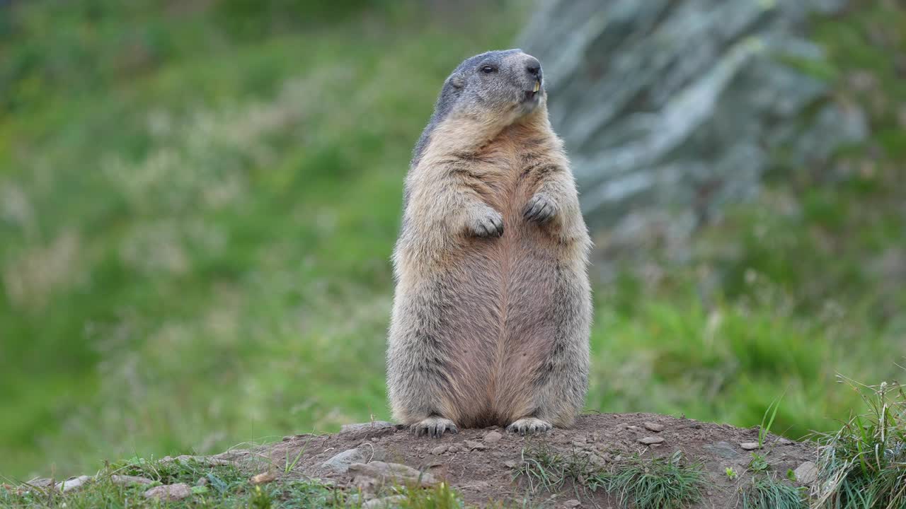 土拨鼠(Marmota Marmota)，山地视频下载