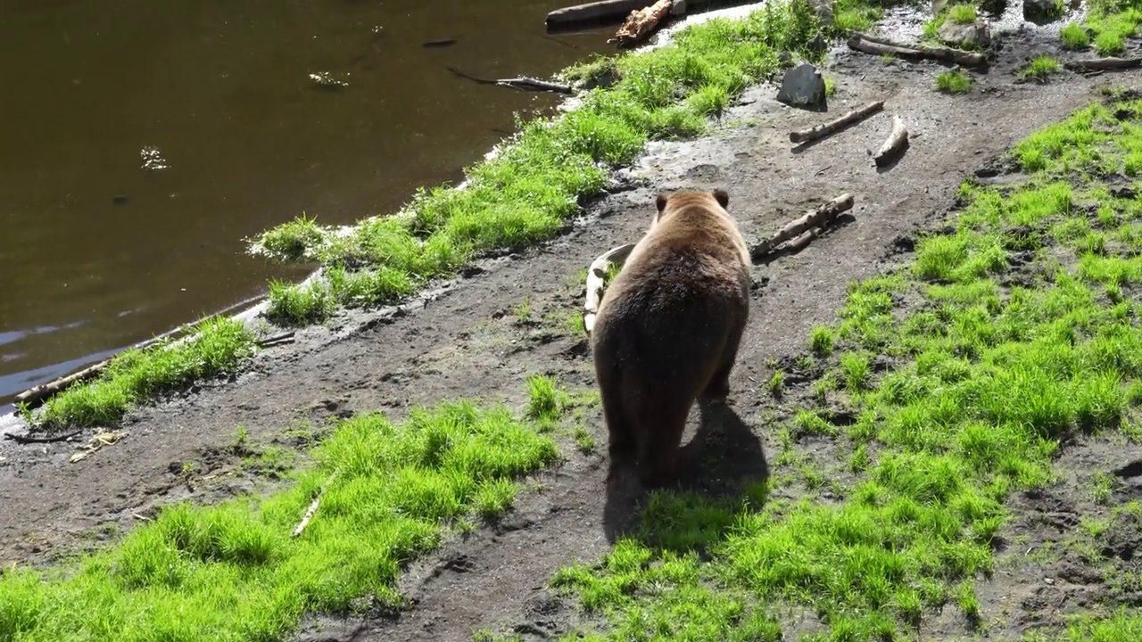 在阿拉斯加的一个公园里，一只野生的棕色灰熊在散步视频下载