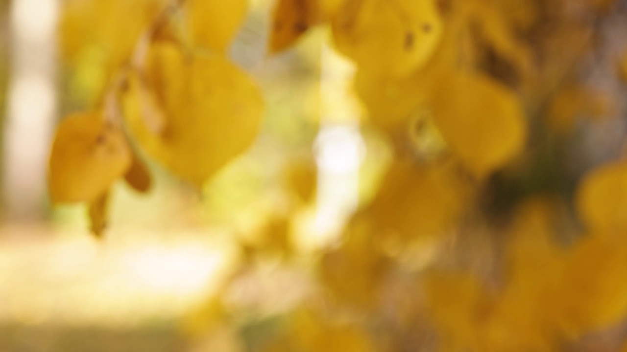 黄色的秋天背景散焦视频素材