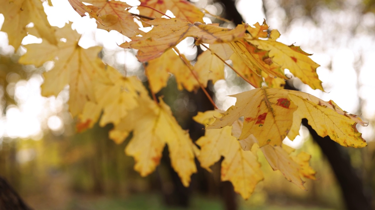 干燥的秋黄叶视频素材
