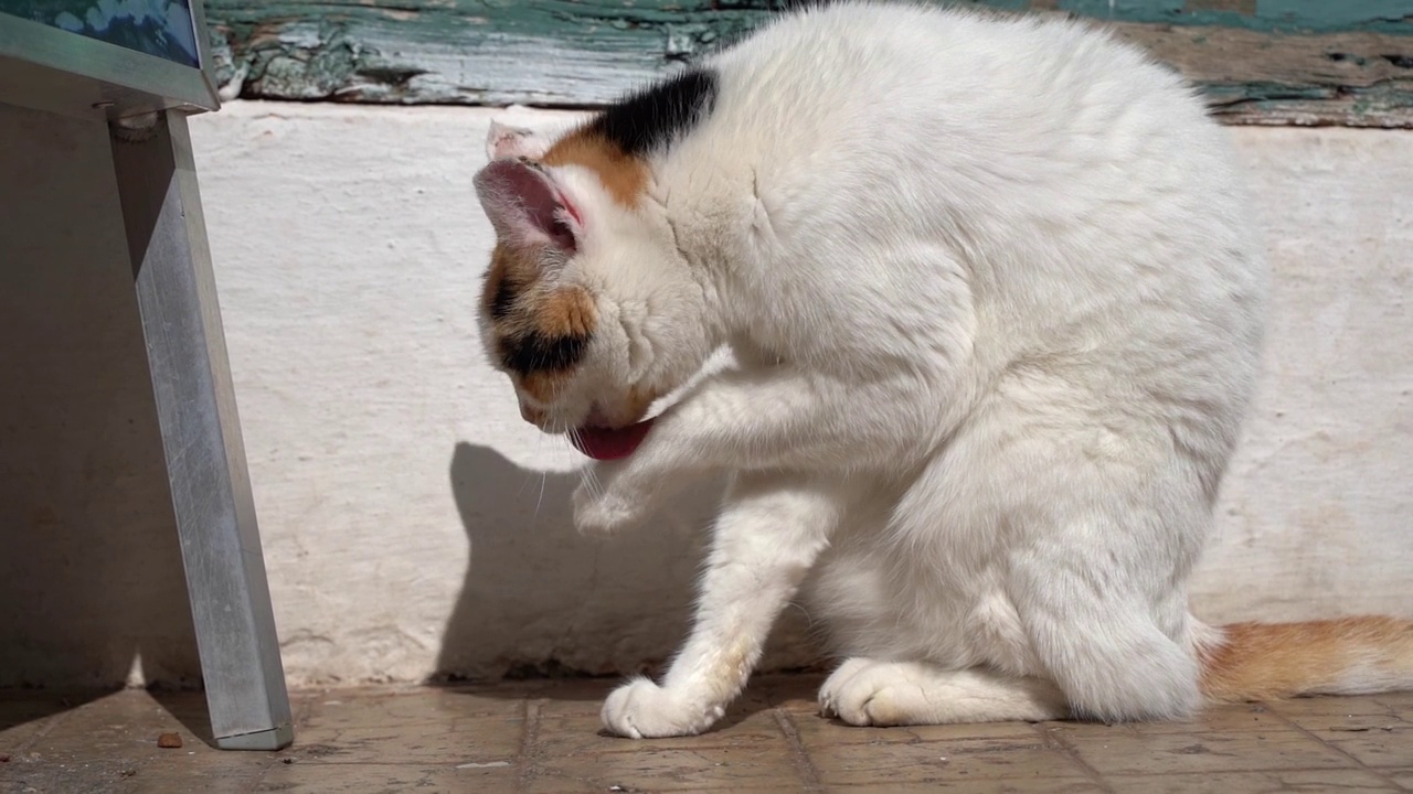 猫在街上洗澡。家猫或无家可归的猫在阳光明媚的日子散步休息。视频素材