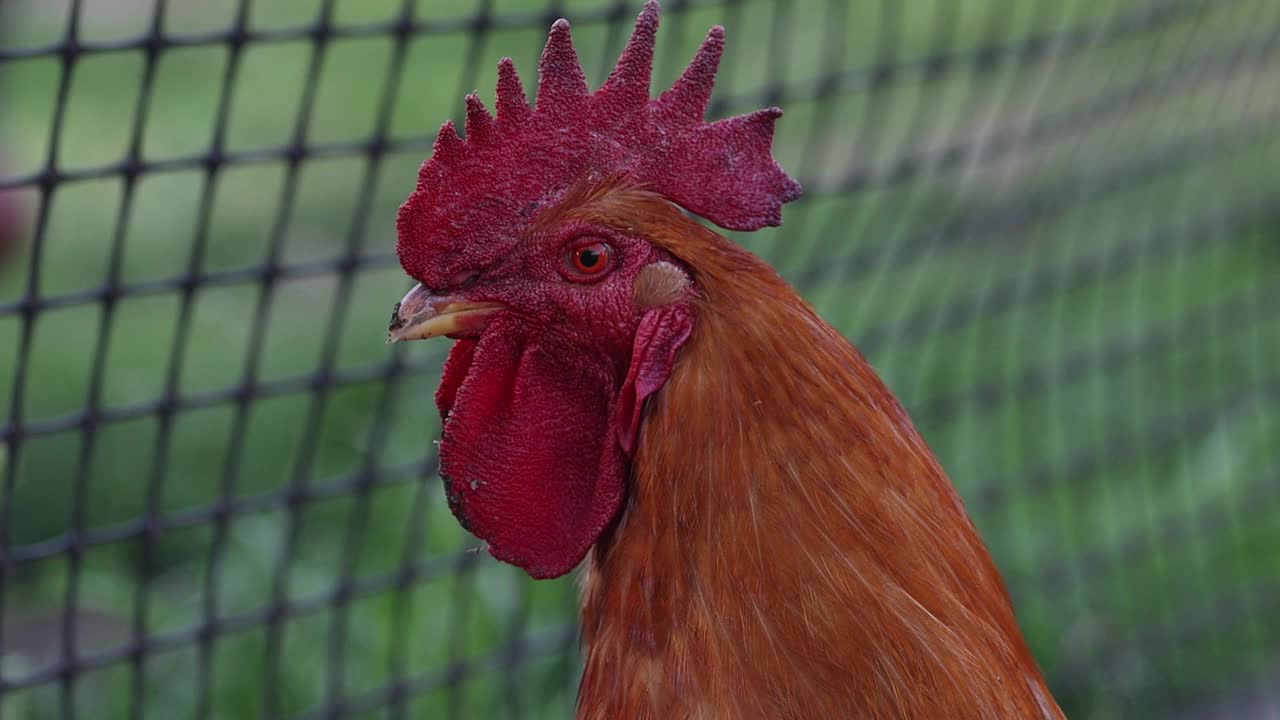 美丽的红公鸡看着镜头，摇着梳子视频素材