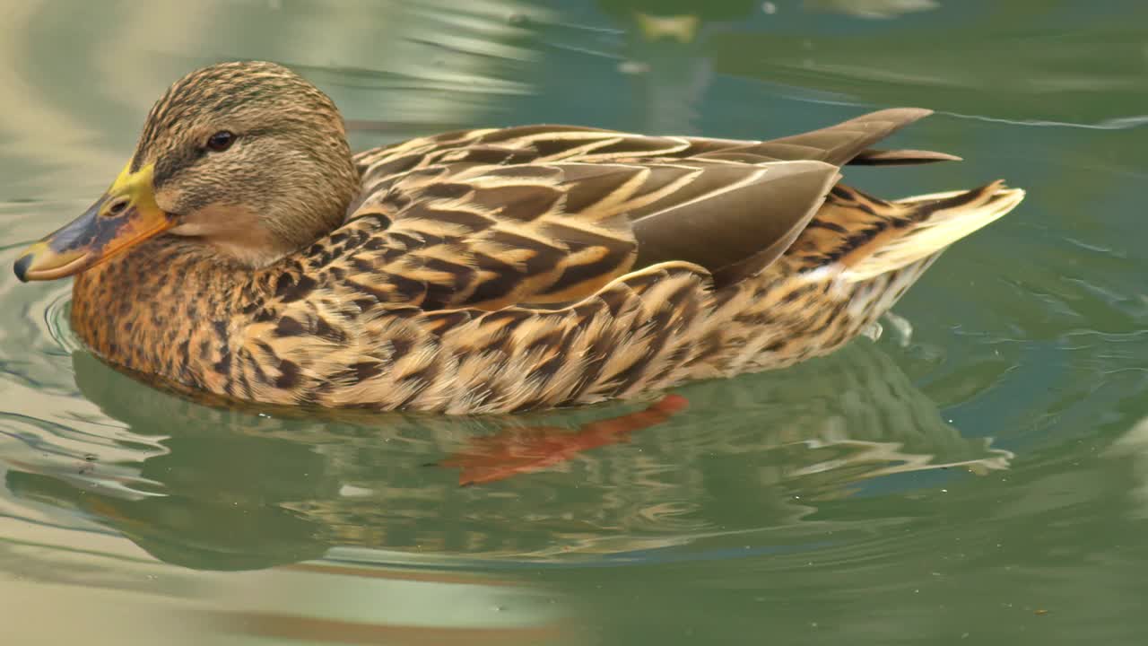 水里的母野鸭视频素材