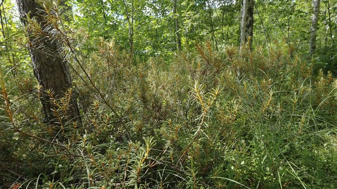 爱沙尼亚林地上的野生迷迭香植物视频下载
