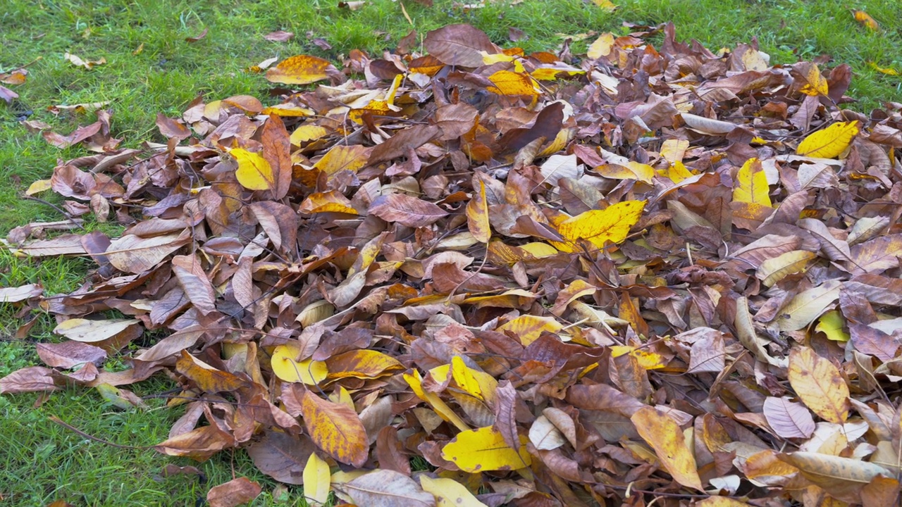 地上一堆干枯的秋叶视频素材
