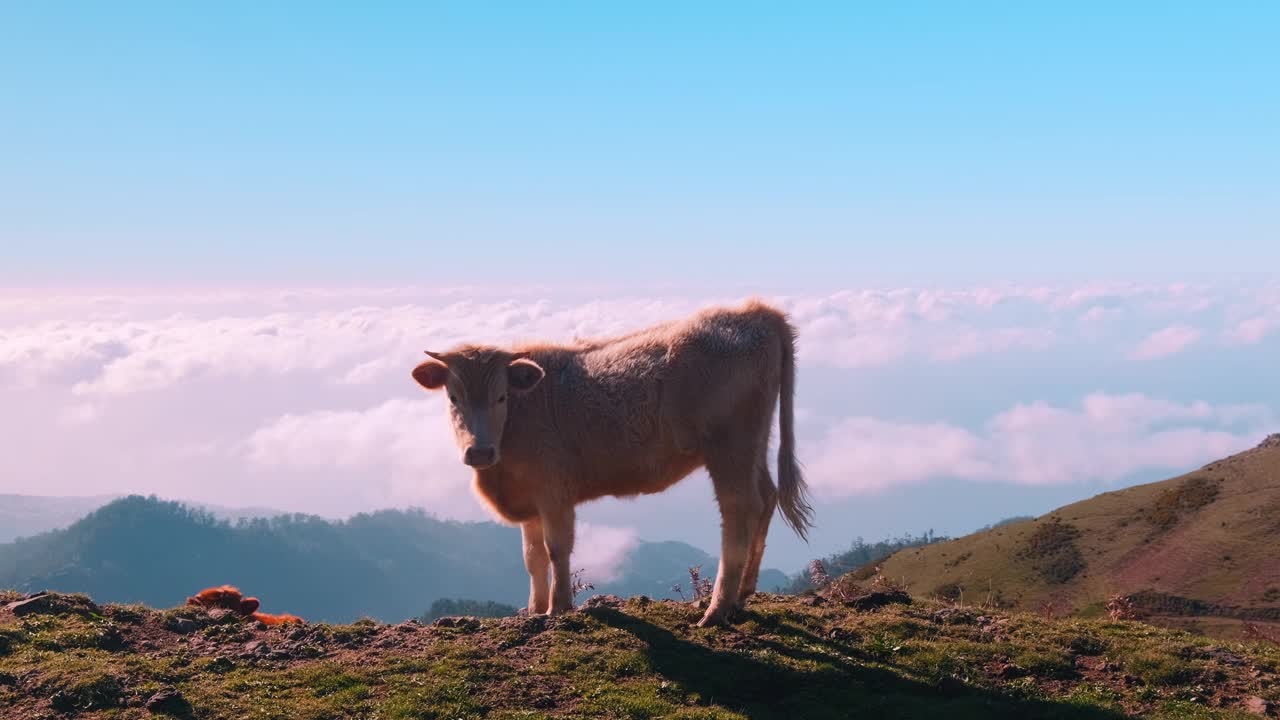 葡萄牙马德拉岛阳光下落基山上的奶牛特写镜头，4K拍摄视频下载