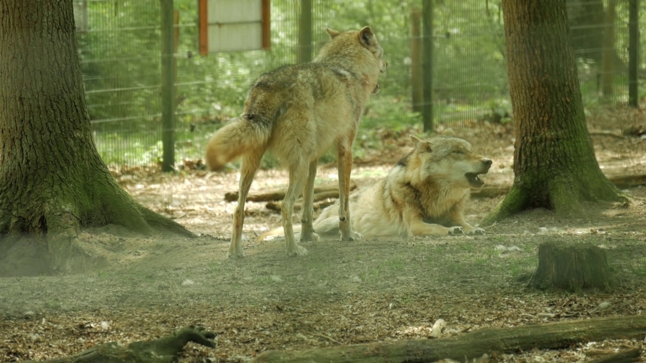 动物园笼子里的狼的4K特写视频素材
