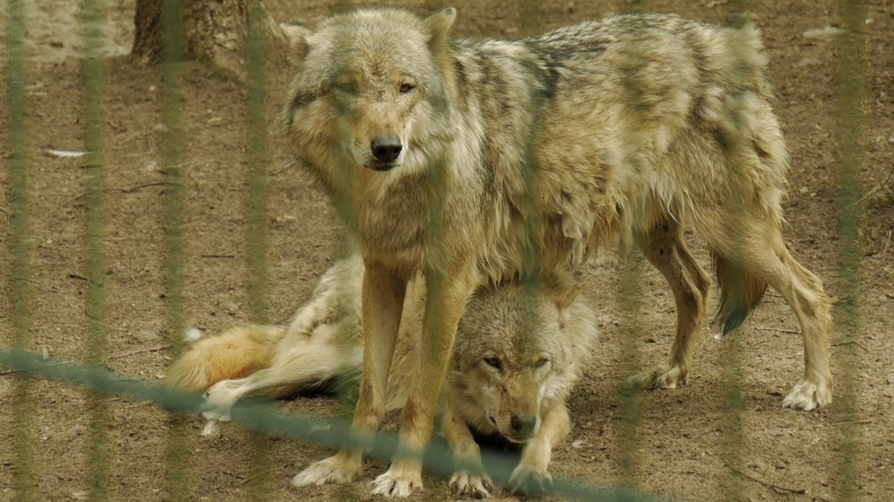 动物园笼子里的狼的特写，4K视频素材