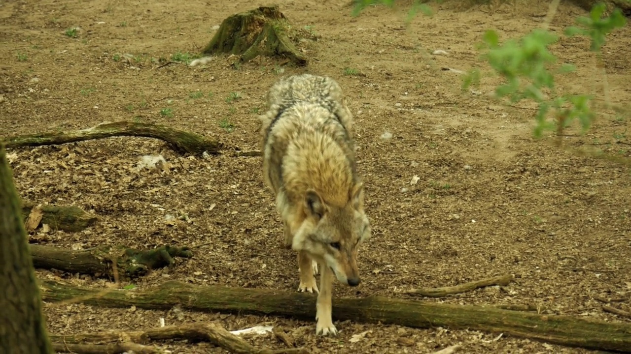 动物园里一只狼的4K特写视频素材