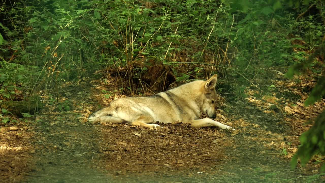 动物园里一只狼躺在地上的4K特写视频素材