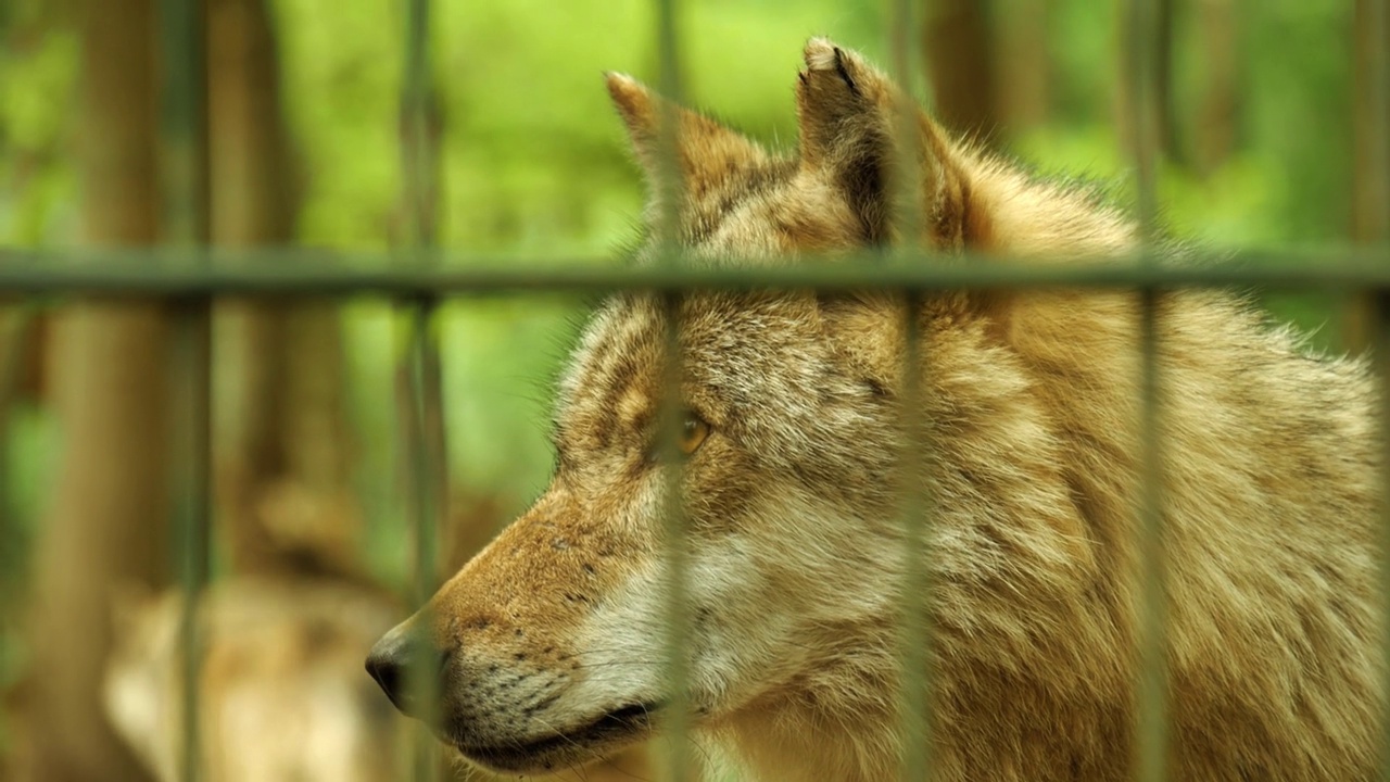 动物园笼子里一只狼的4K特写视频素材