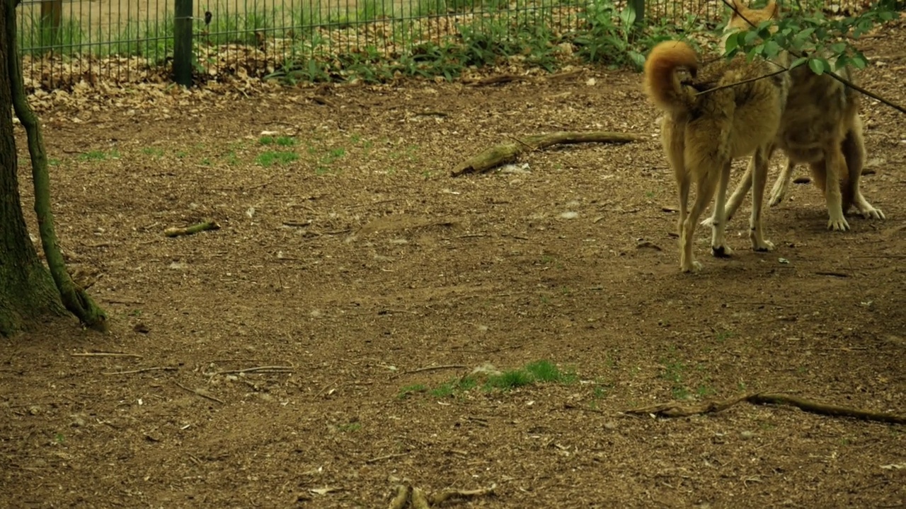 动物园笼子里的狼的特写，4K视频素材