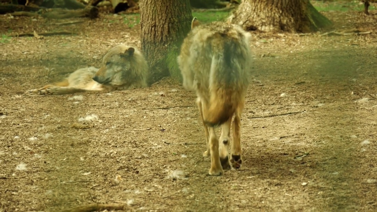动物园笼子里的狼的4K特写视频素材