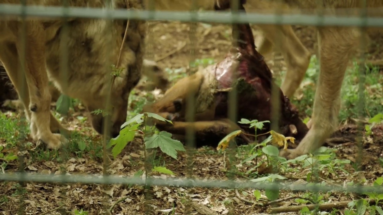 在动物园里，狼在笼子里吃鲜肉的特写，4K视频素材