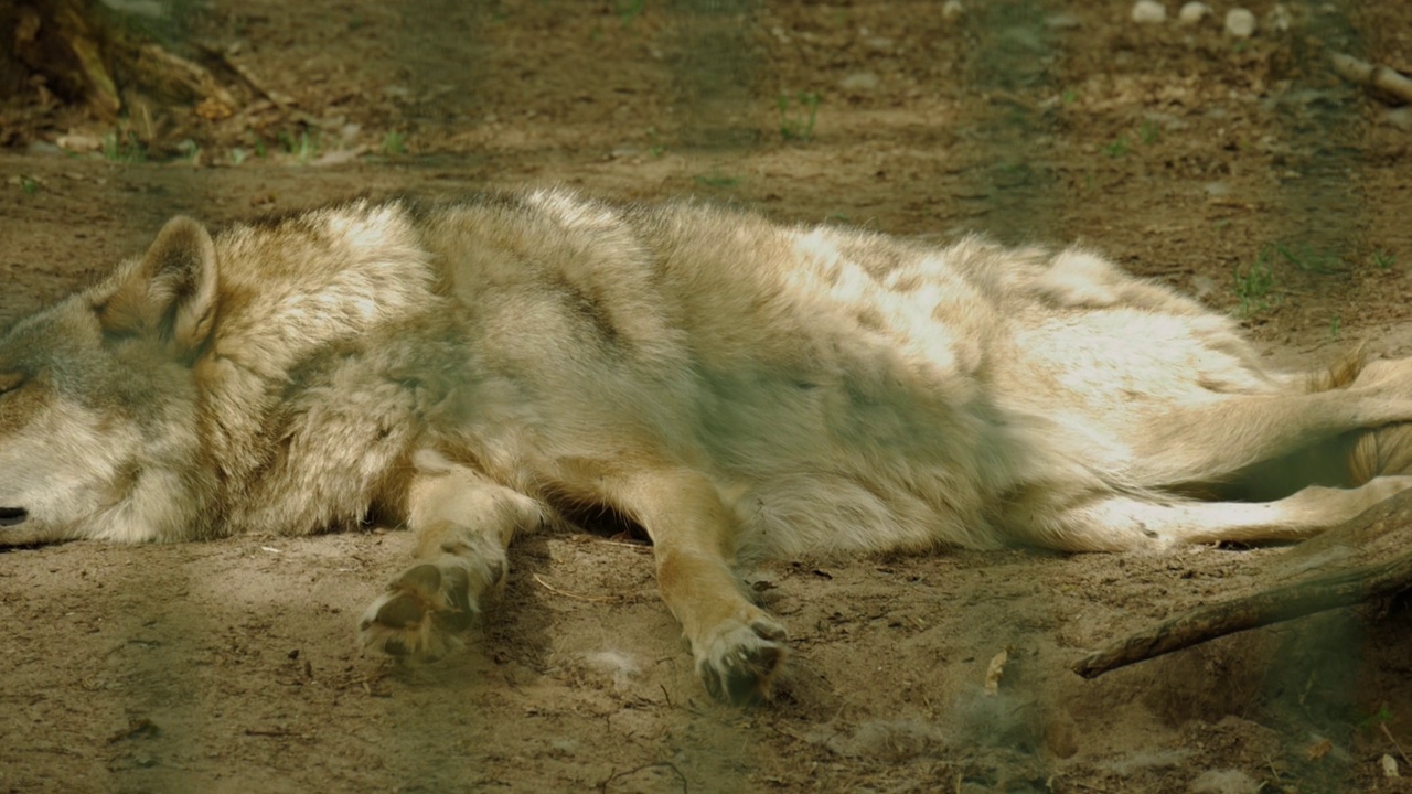 动物园里一只狼睡在地上的特写，4K视频素材