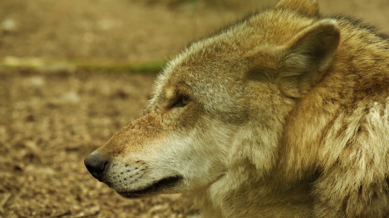 动物园里一只狼的4K特写视频素材