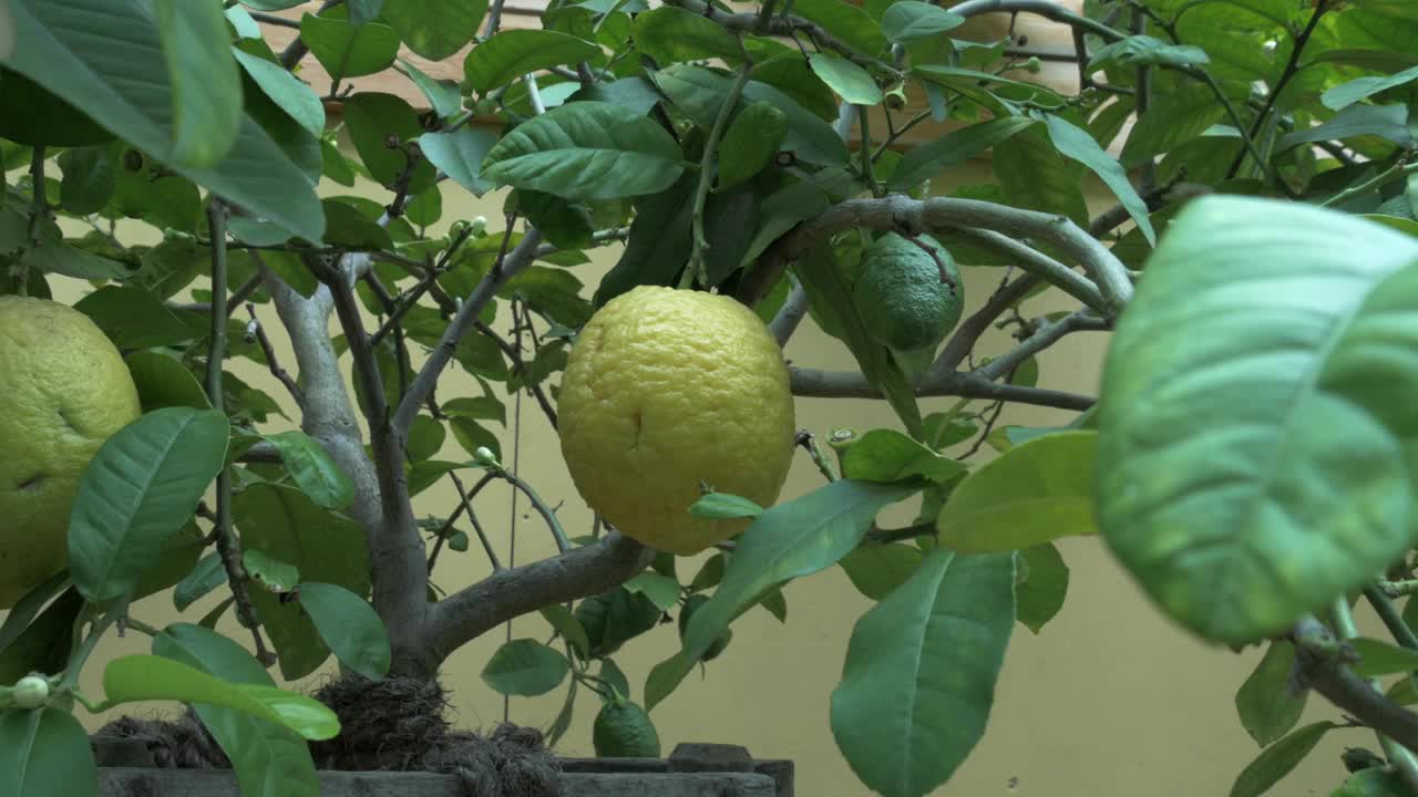 一棵美丽的柠檬树的特写，美味的柠檬生长在它旁边的白色小花视频下载