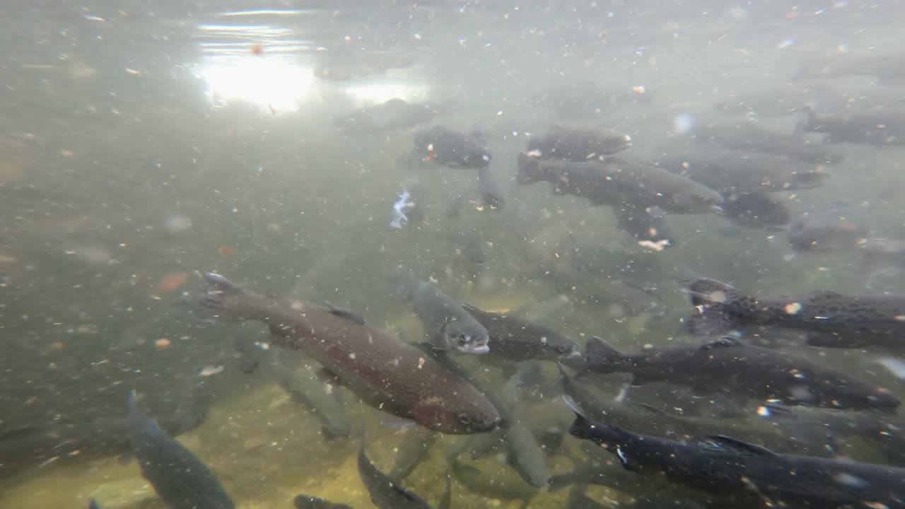 鳟鱼浅滩近距离水下在自然河流栖息地。在干净的小溪里拍的水下照片。视频下载