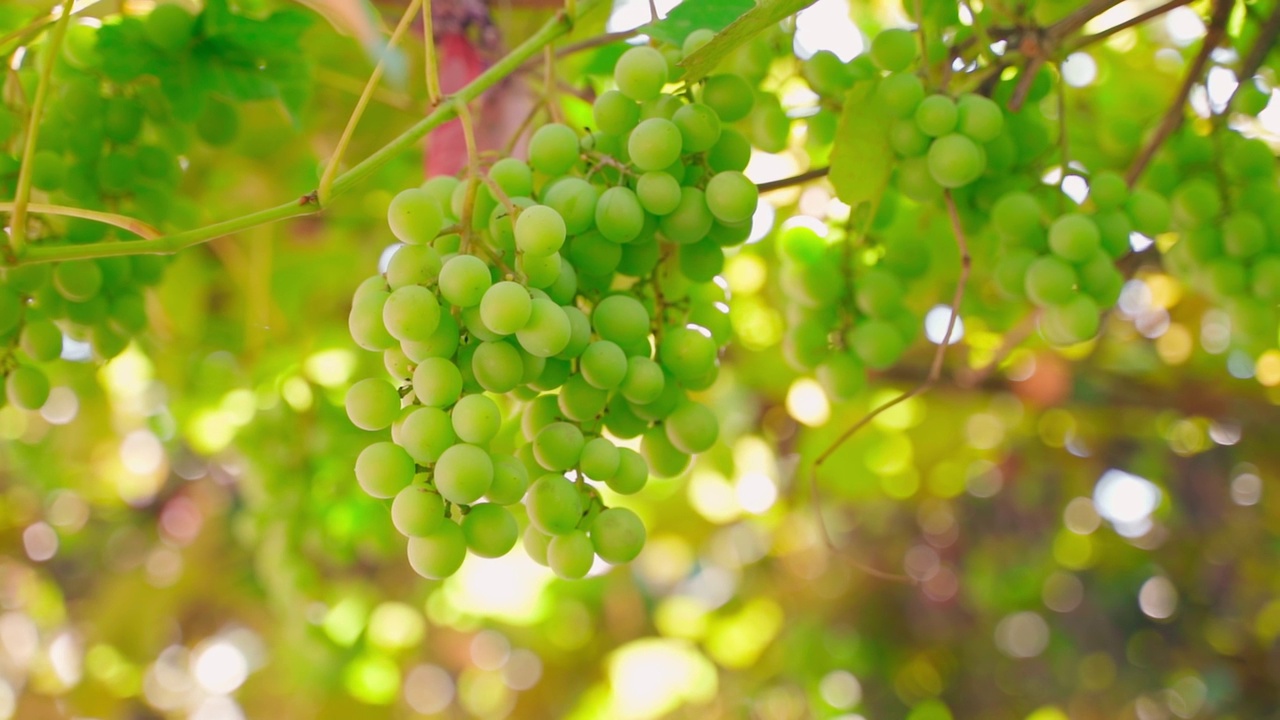 白色多汁的葡萄生长在一个模糊的背景葡萄园特写。平滑的视差围绕着一串小葡萄，阳光温暖的倒影视频素材