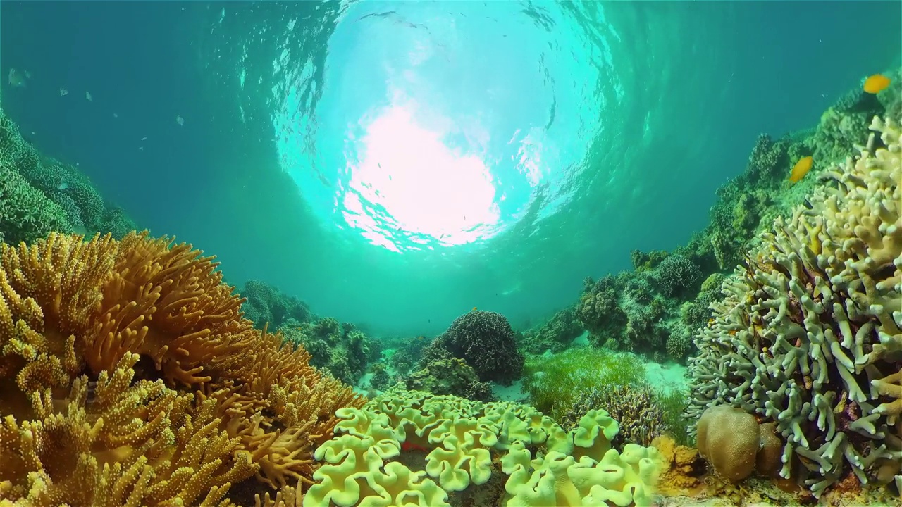 水下有鱼的珊瑚礁。菲律宾。视频下载