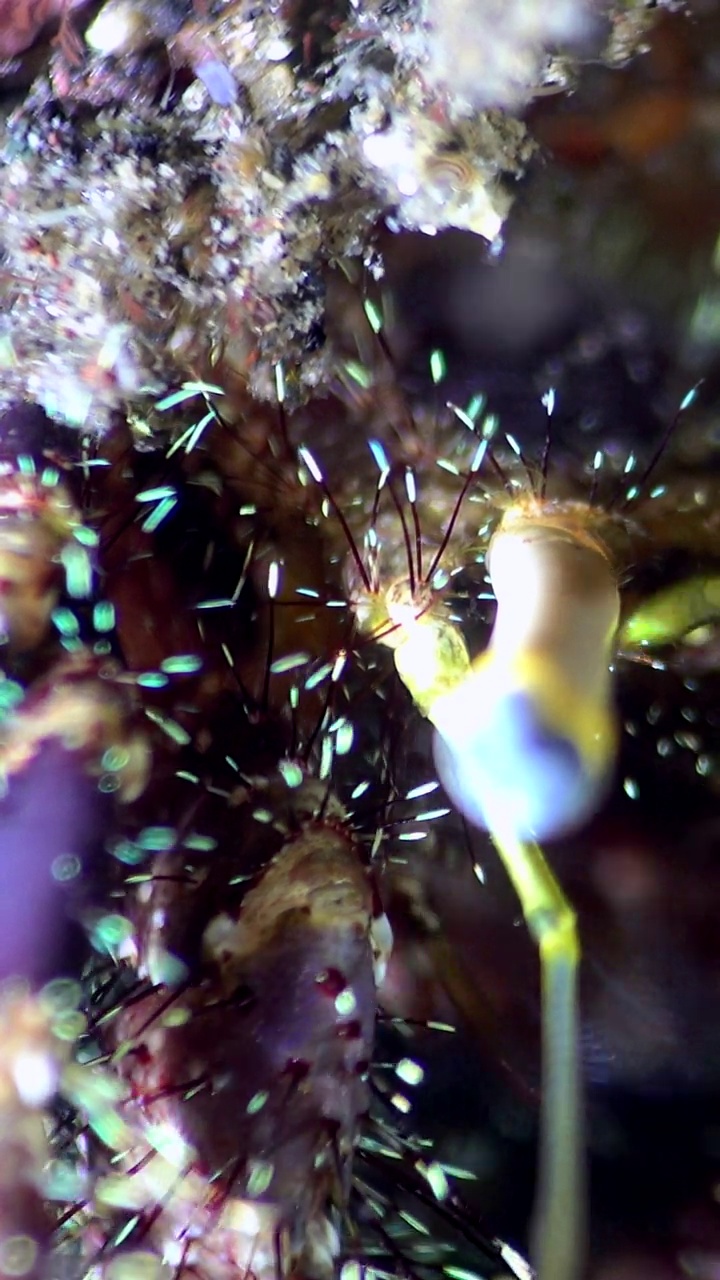 一只眼睛聚焦的寄居蟹视频下载