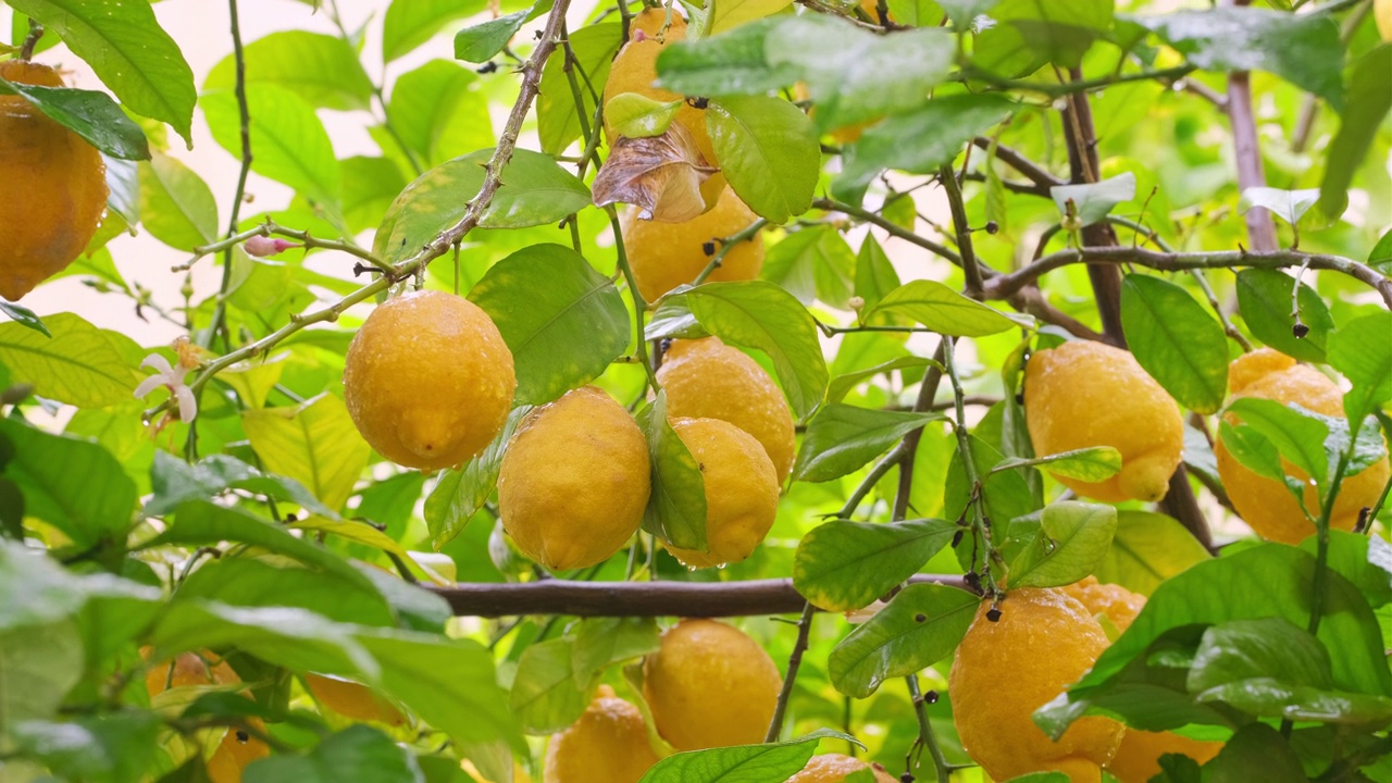 成熟的黄色柠檬与雨滴特写在柠檬树枝上视频素材