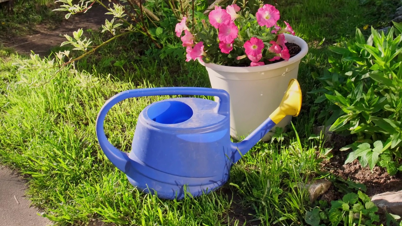 园艺工具。蓝色塑料浇水罐，用于灌溉花园中的植物，花坛和花盆上有花。园艺爱好概念。视频下载