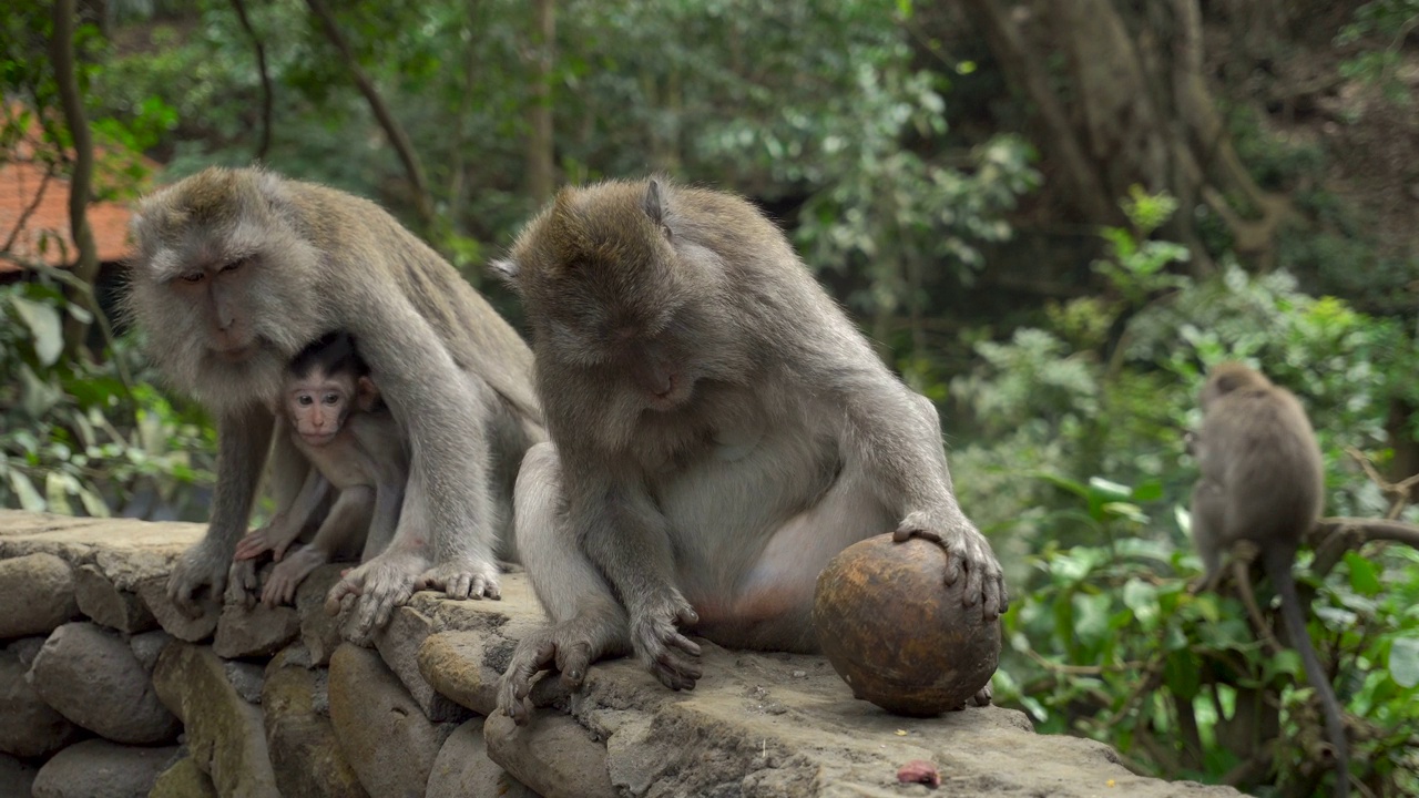 猕猴在公园里玩椰子休息视频素材