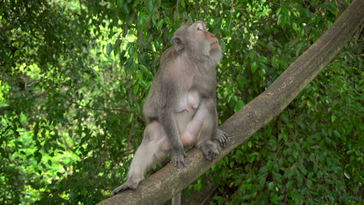 一只猕猴在公园里休息视频素材