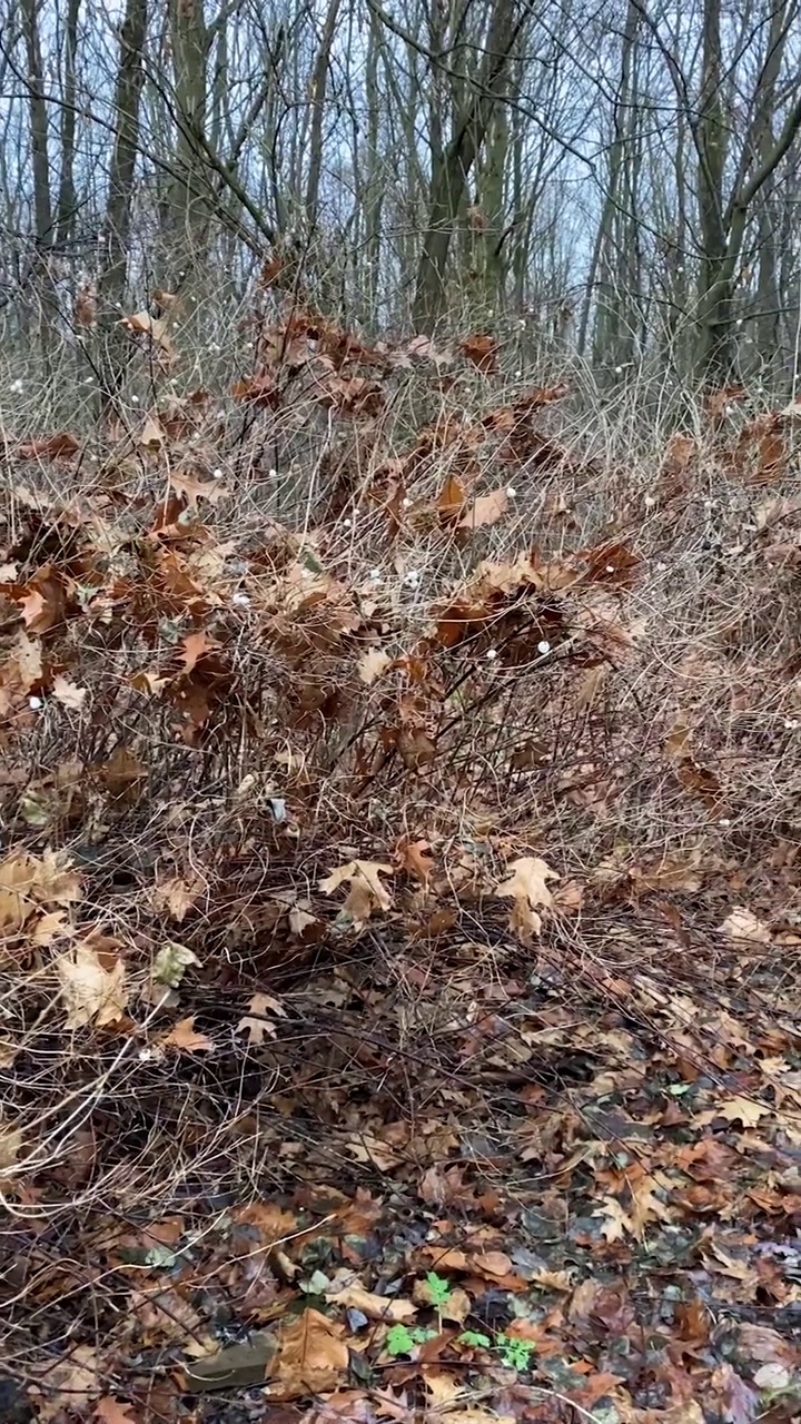 雨中的晚秋树叶在普通的雪莓丛上视频下载