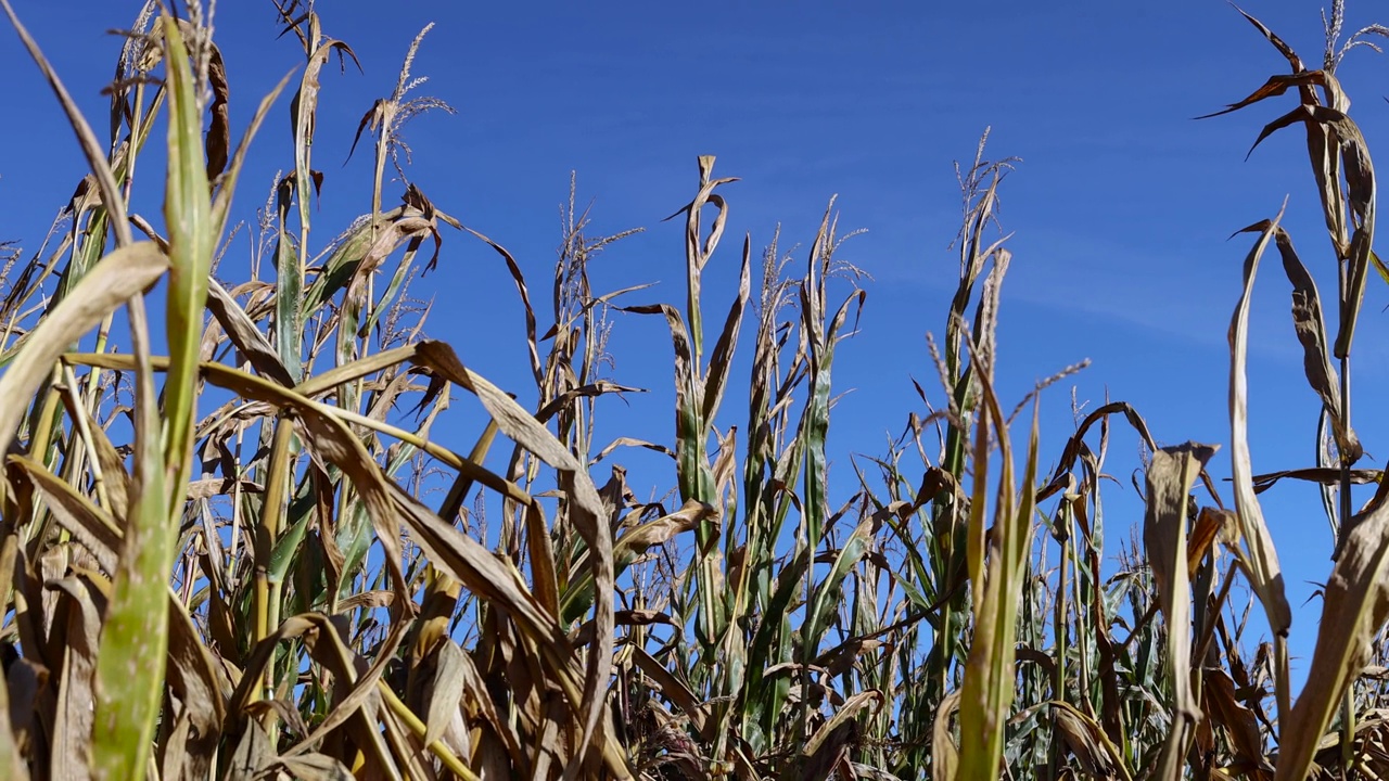 干燥的玉米在秋天随风摇摆视频素材
