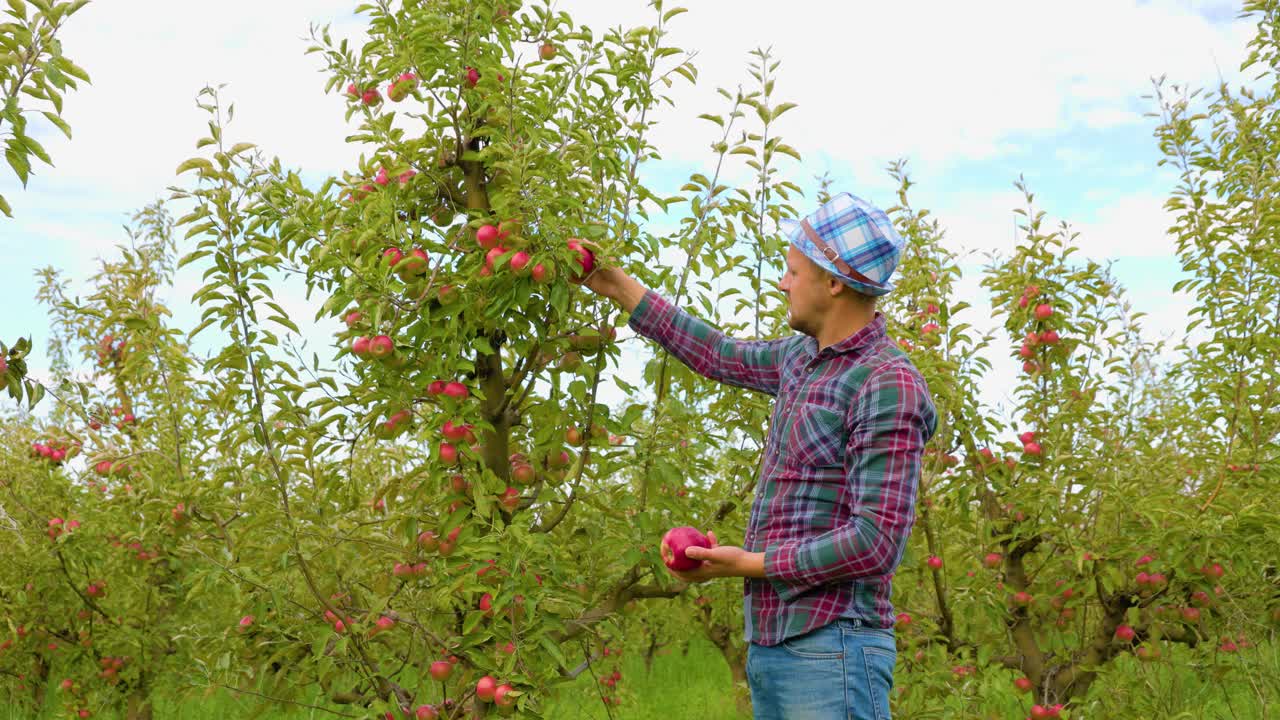 侧视图一个年轻的农民带着严肃的表情仔细检查苹果果实视频下载