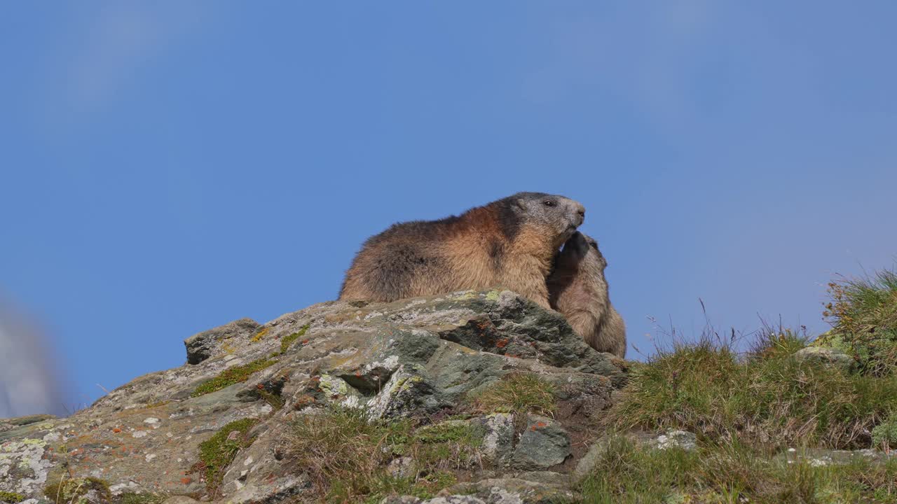 土拨鼠(旱獭)，成年土拨鼠和两只幼鼠在山上的岩石上视频下载