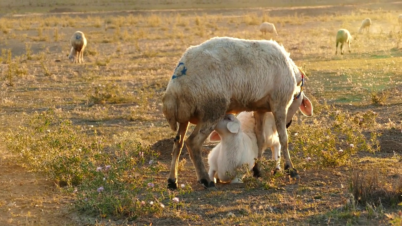 一只刚出生的小羊羔在吃草，一只白色的母羊在吃草，一只白色的小羊羔在吃草视频下载