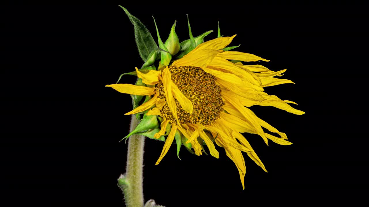 黄色向日葵头开花在时间推移。打开花在黑色背景从芽在时间流逝。种子成熟时黄花枯萎视频素材