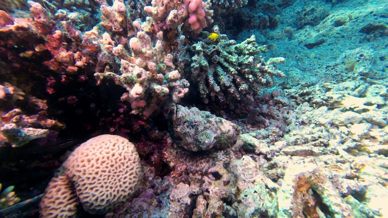 在埃及红海的珊瑚礁上，石鱼很好地伪装在沙地上视频下载