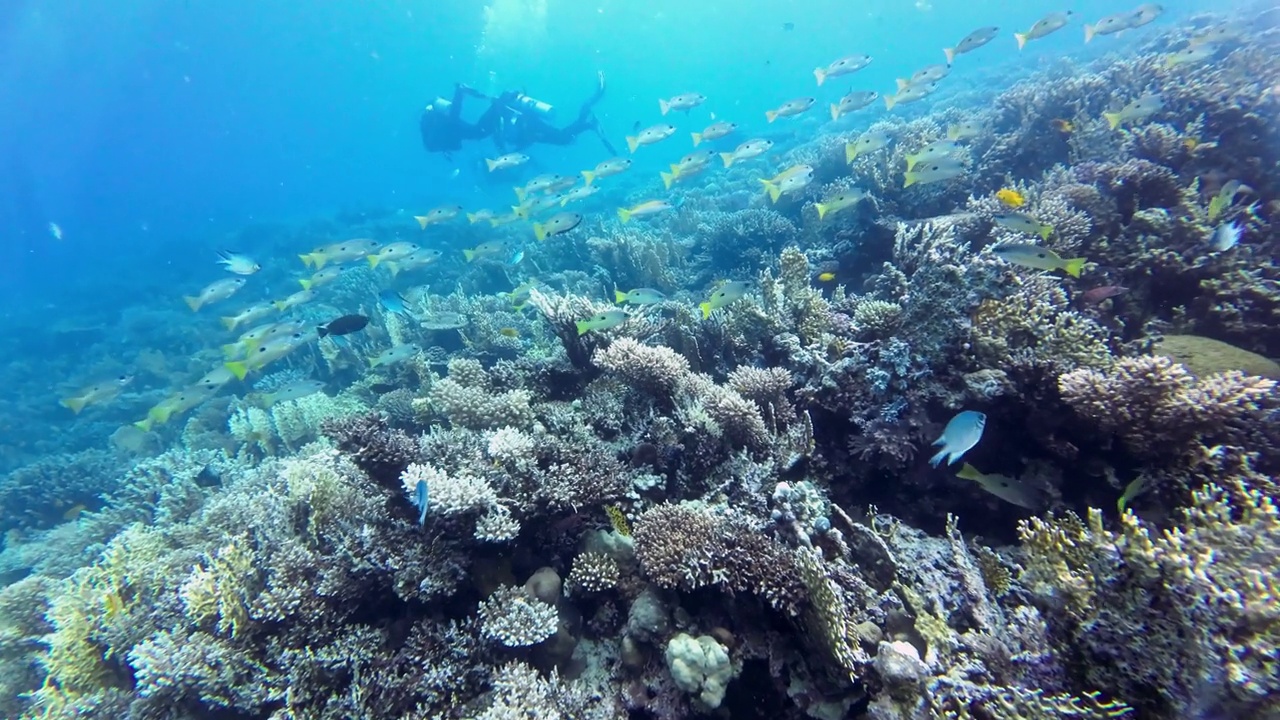 成群的黑斑鲷鱼游过珊瑚礁，背景是潜水员，红海埃及视频下载