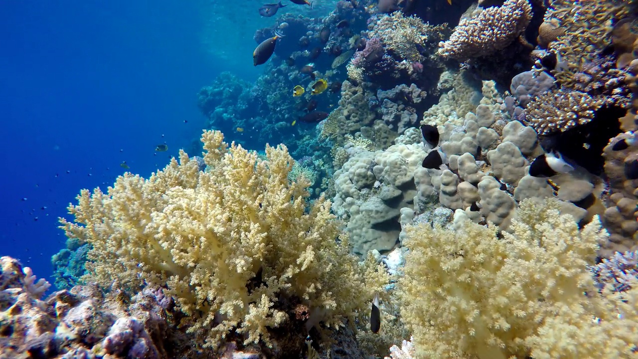 珊瑚礁和美丽的鱼。海洋中的水下生物。礁石和美丽的鱼。视频下载