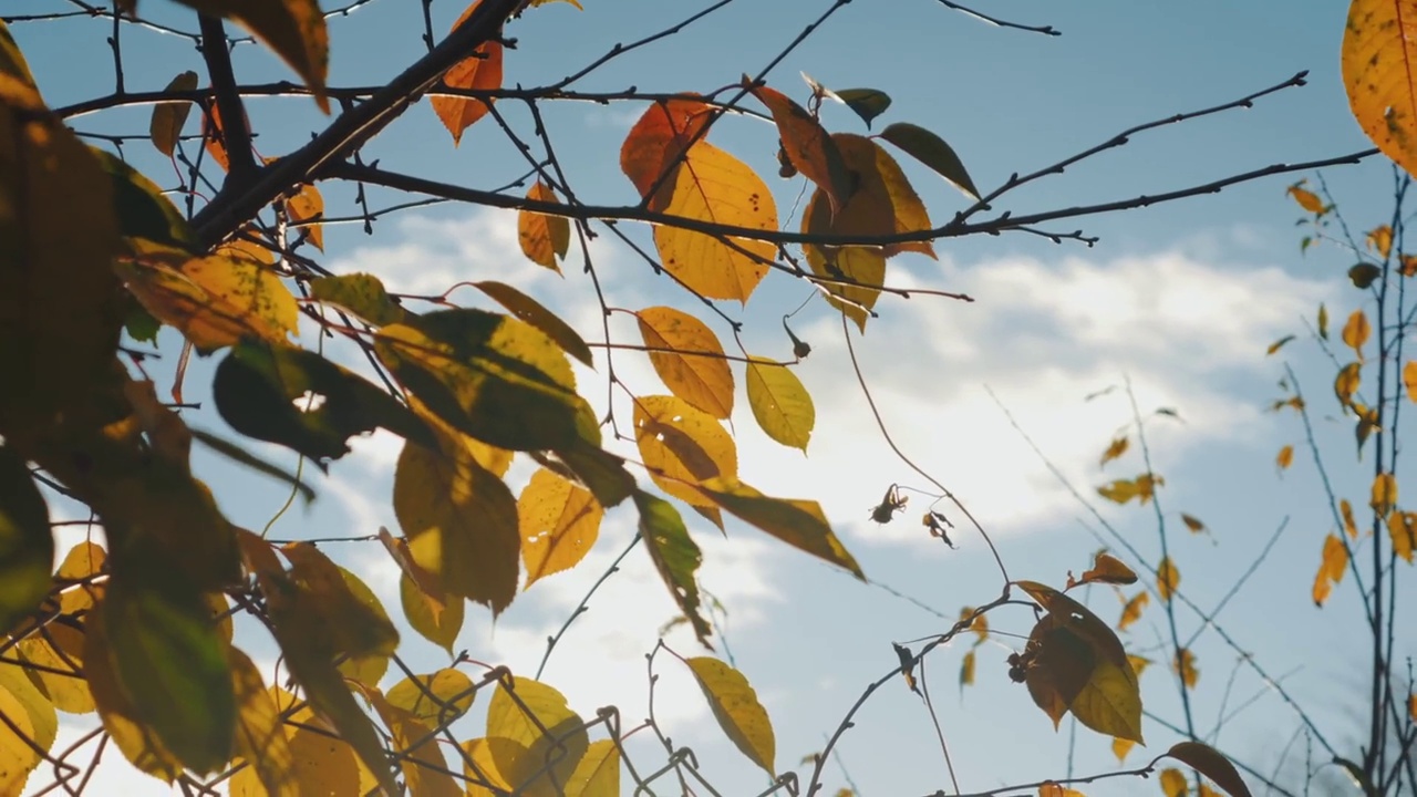 蓝色的天空下，橙色的树叶在风中摇曳。视频素材