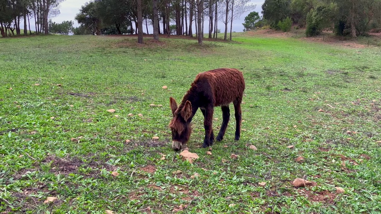驴在田里吃东西视频素材