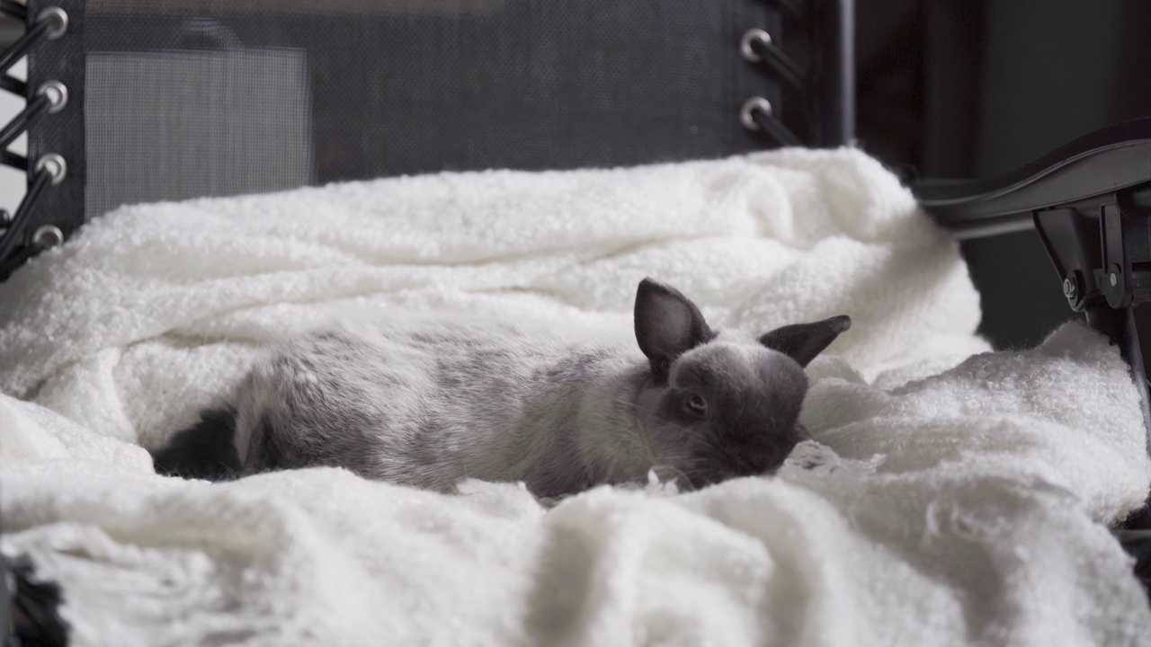 有趣的兔子睡在床上的白色毯子上视频素材